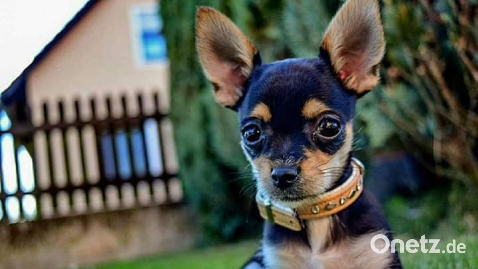 Tag des Hundes Stefanie Gollwitzer