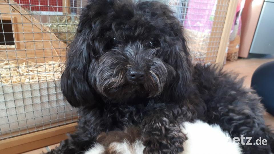 Tag des Hundes Manja Schreglmann