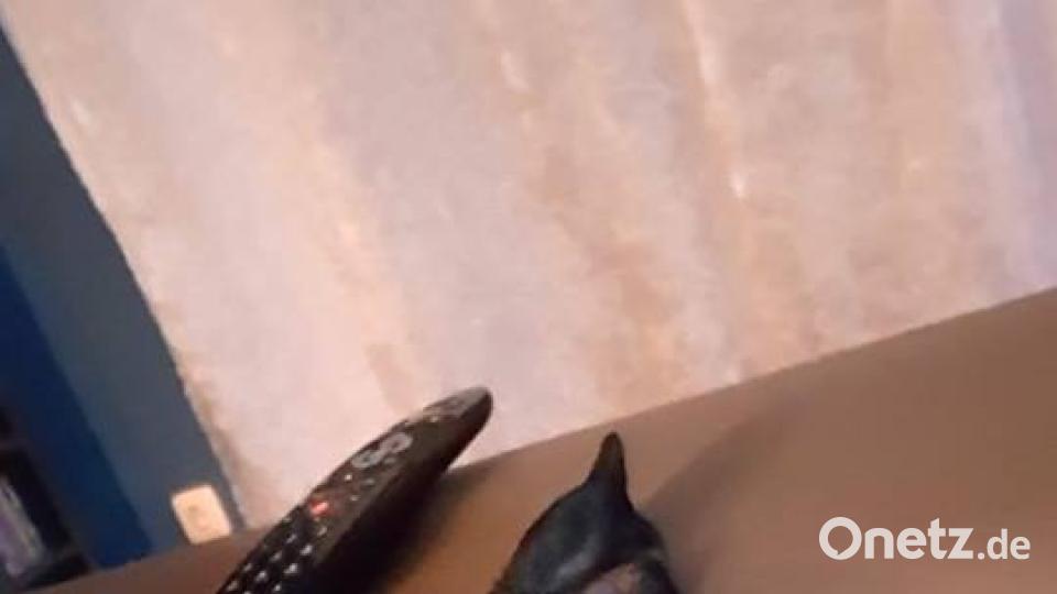 Tag des Hundes Birgit Faast