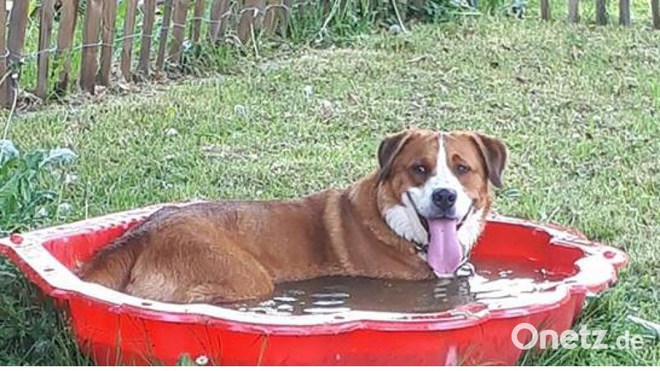 Tag des Hundes Carola Renner