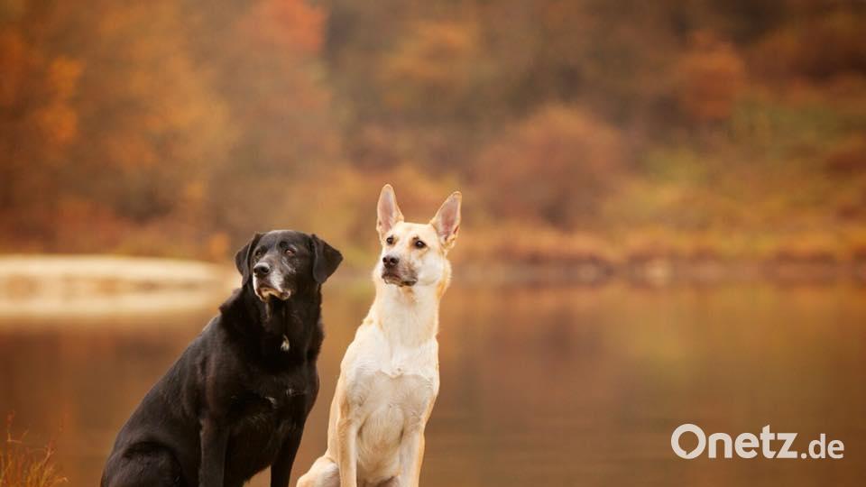 Tag des Hundes Astrid Ries