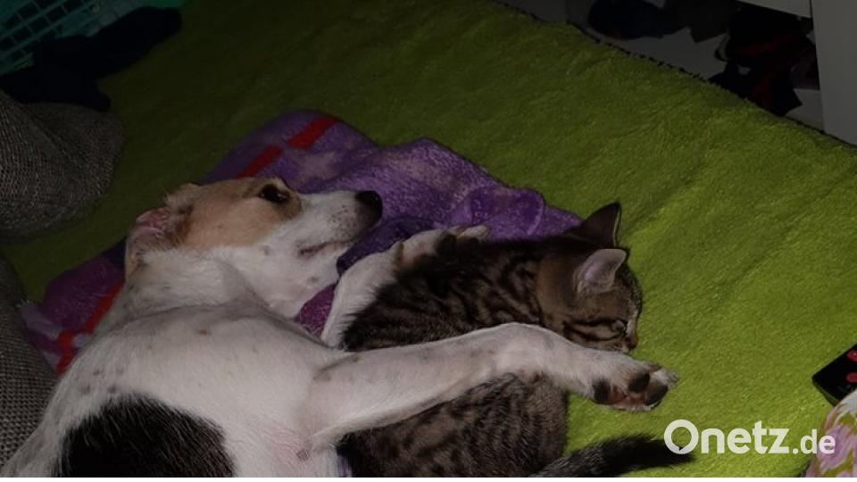 Tag des Hundes Julia Gürtler