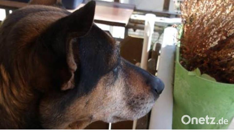 Tag des Hundes Kerstin McMillan