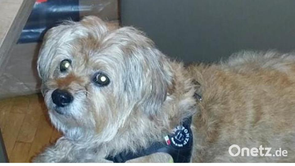 Tag des Hundes Lisa Hüttner-Ille