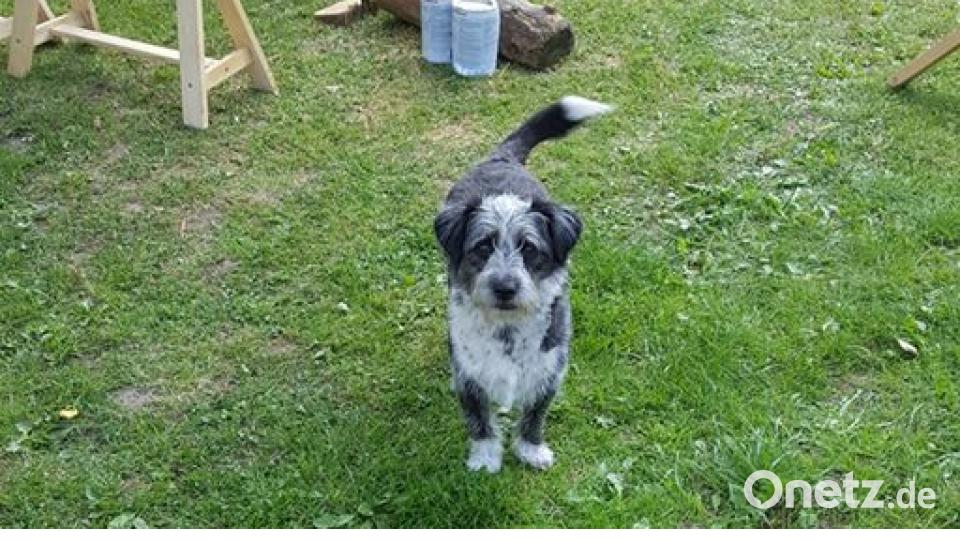 Tag des Hundes Christian Hahn