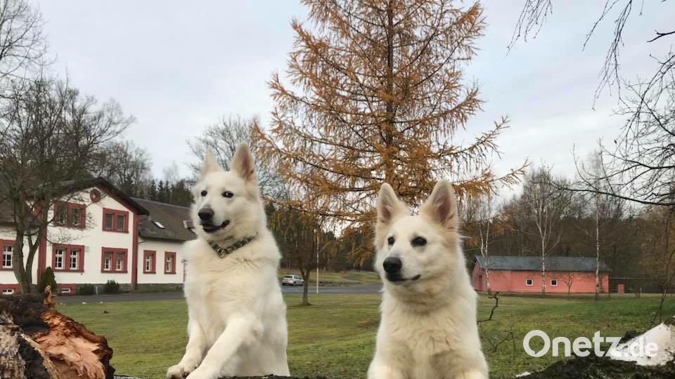 Tag des Hundes Nadia Tamke