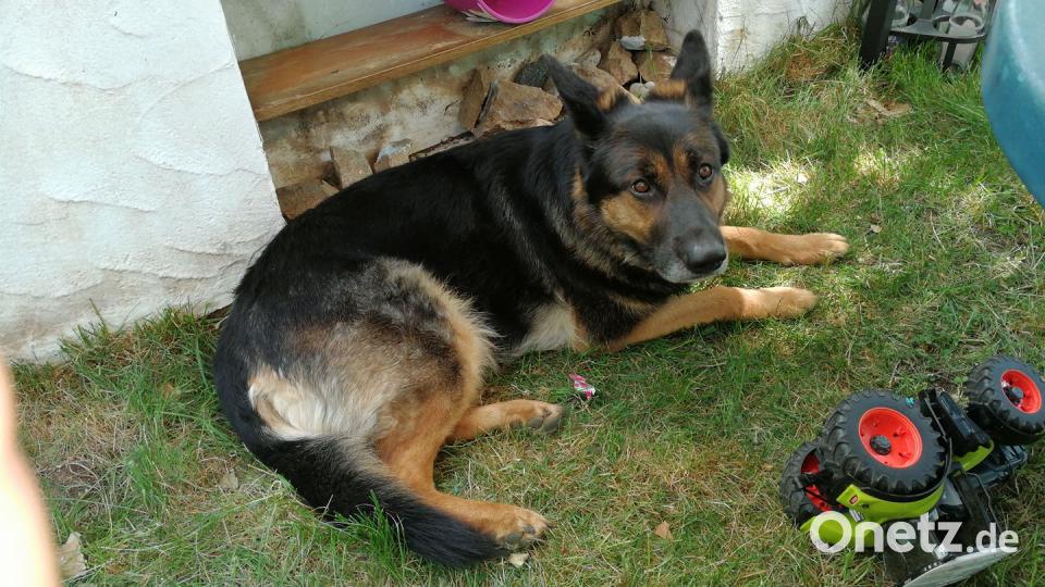 Tag des Hundes Lisa Talukder