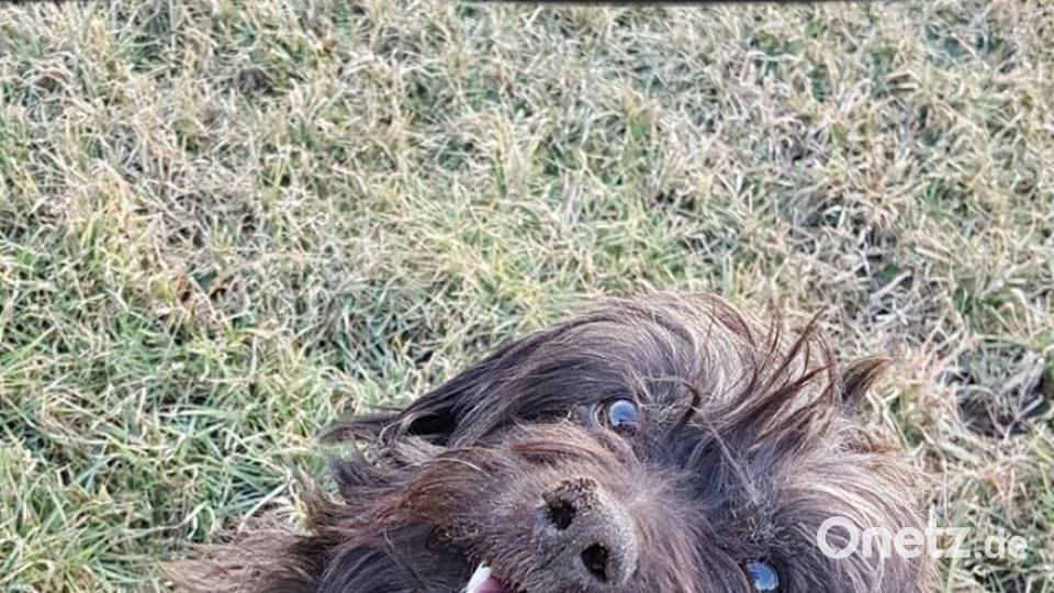 Tag des Hundes Silvia Dirscherl