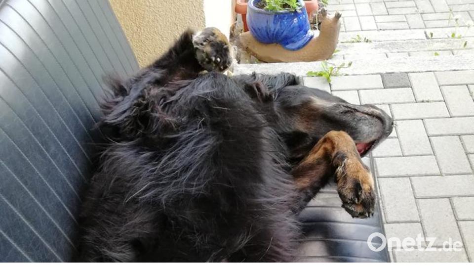 Tag des Hundes Frank Kolacki