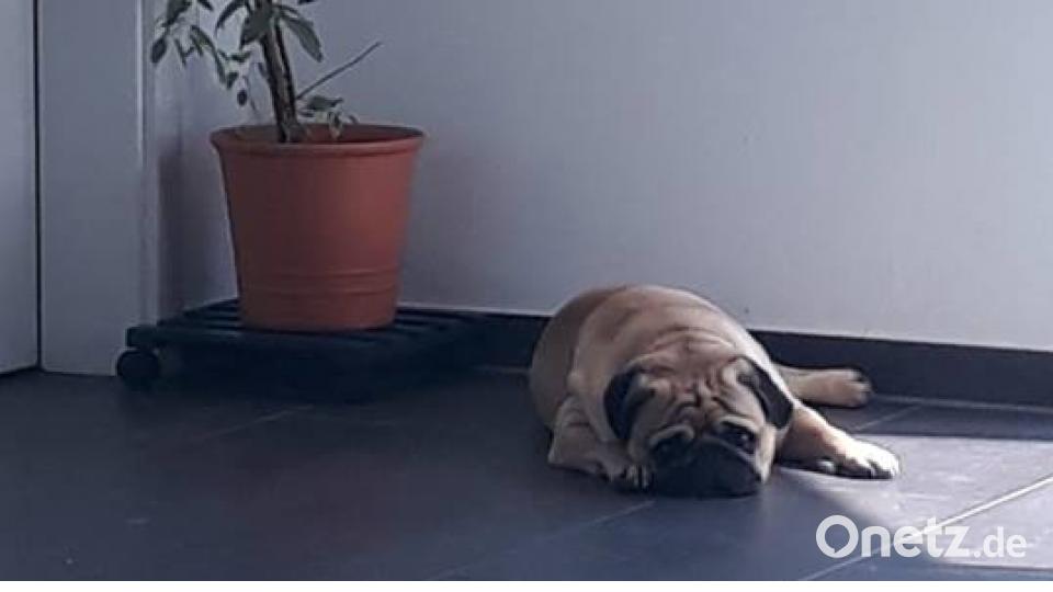 Tag des Hundes Caroline Köhler