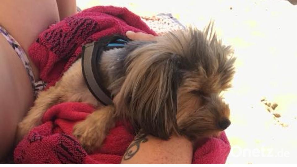 Tag des Hundes Julia Reißer