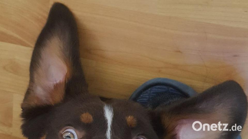 Tag des Hundes Marco Schmidt