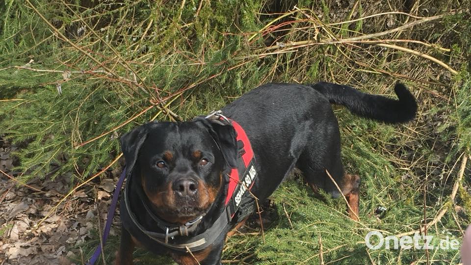 Tag des Hundes Stefanie Scheithauer