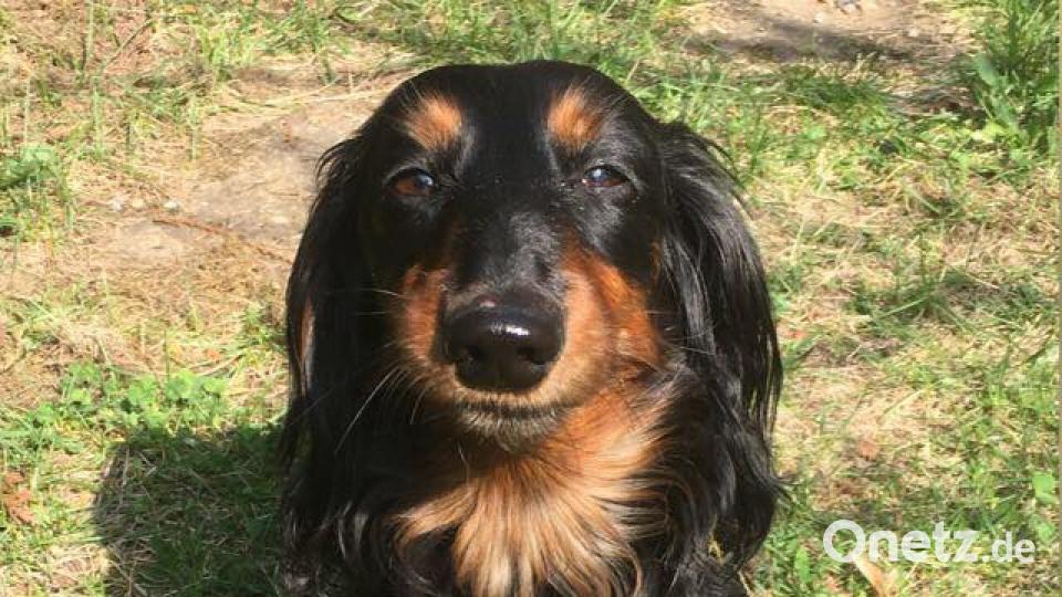 Tag des Hundes Heidi Wenke