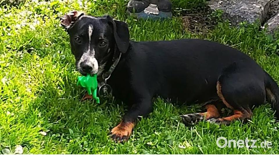 Tag des Hundes Conny Dübbelde