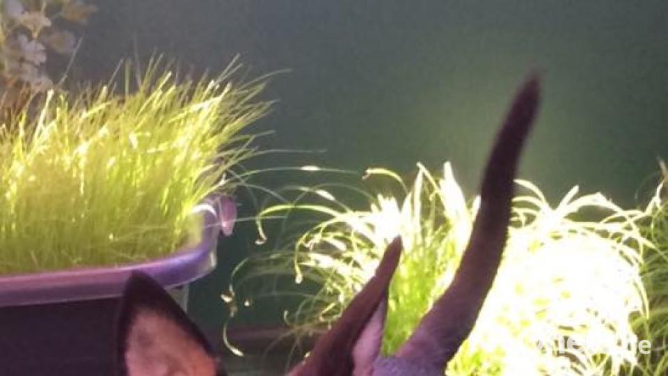 Tag des Hundes An Dy