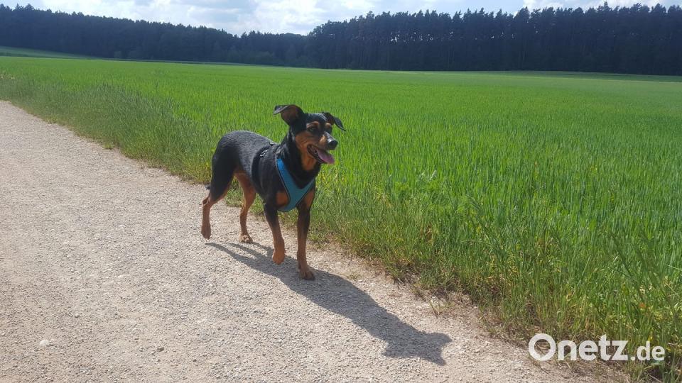 Tag des Hundes Doris Hecht