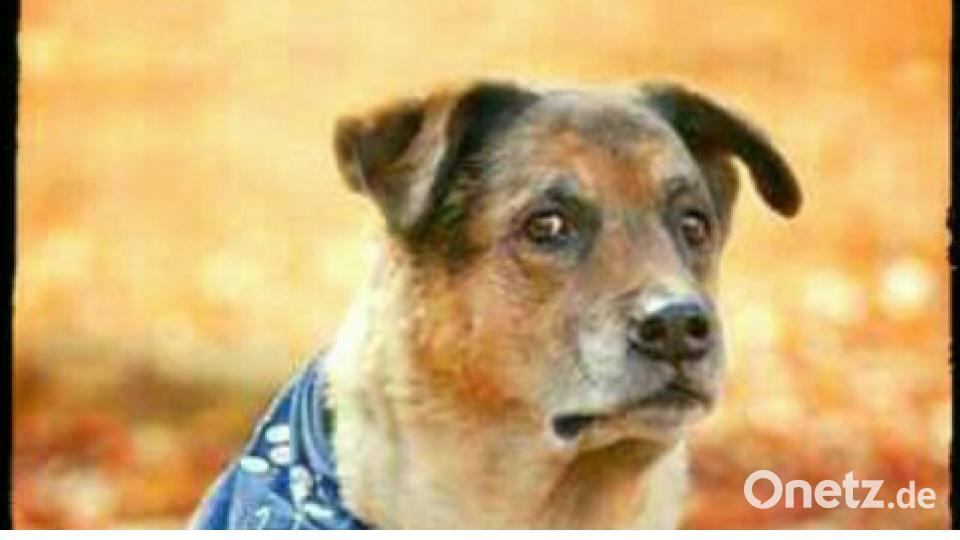 Tag des Hundes Sandra Bohun