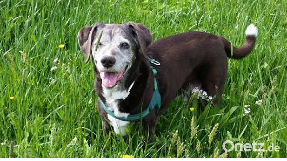 Tag des Hundes Kerstin Vollath