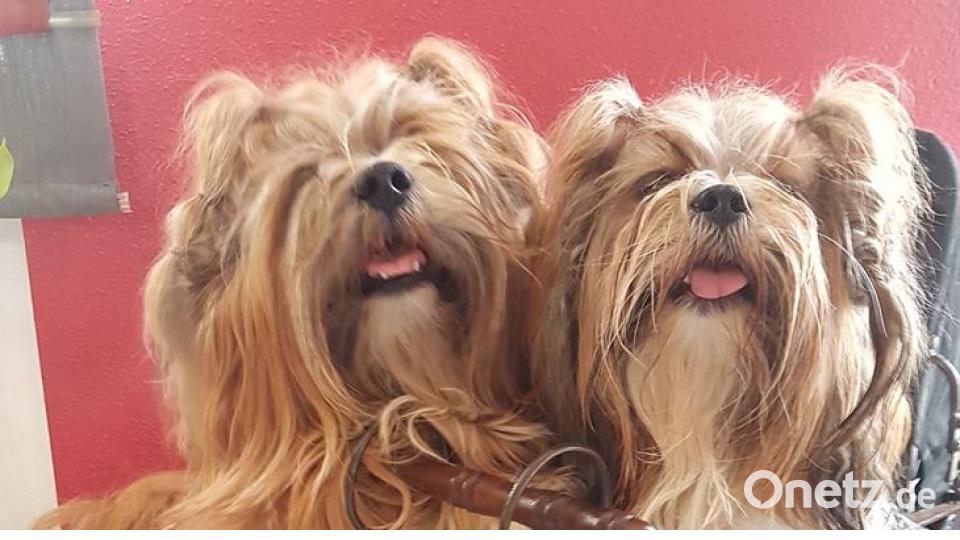 Tag des Hundes Leni Schriefe