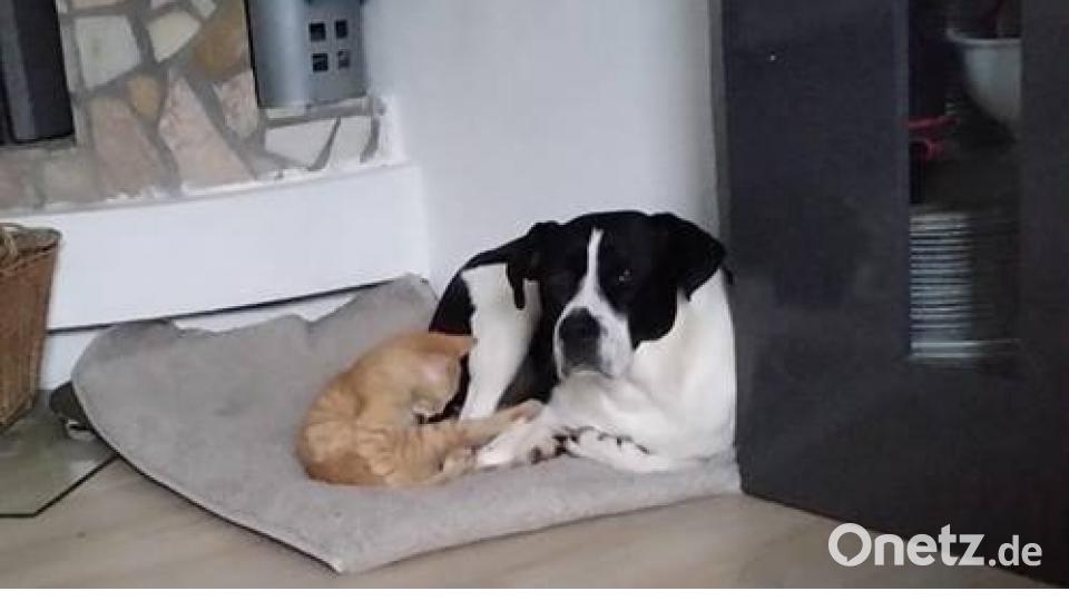 Tag des Hundes Helene Schneider