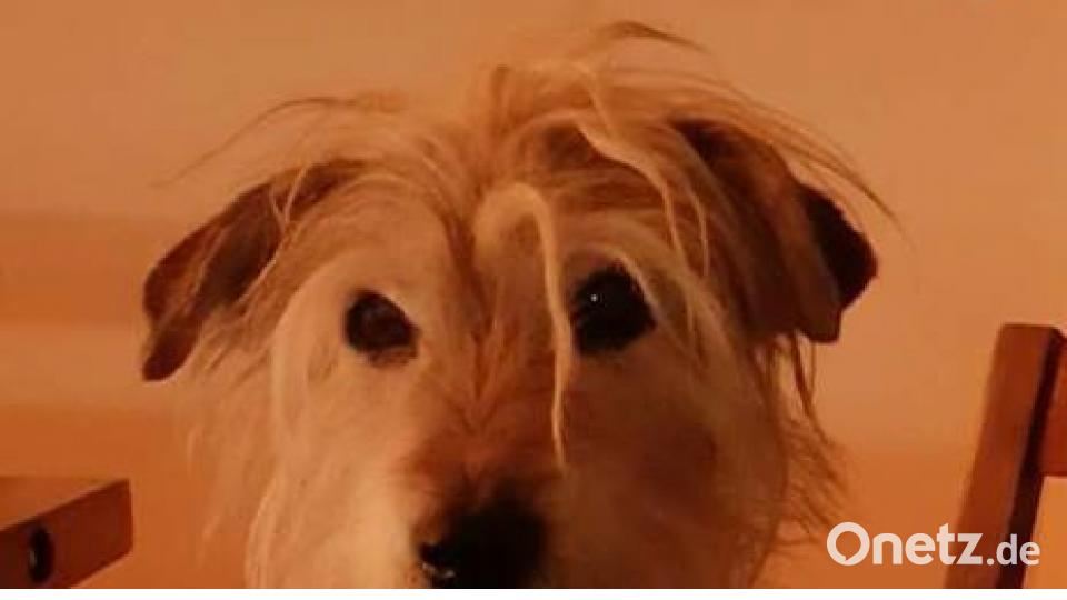 Tag des Hundes Klaus Schmidt