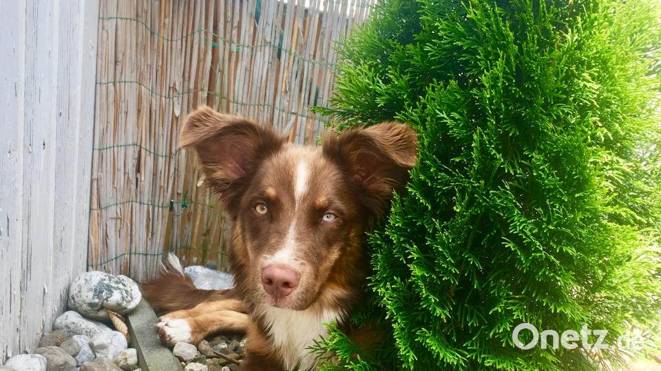 Tag des Hundes carina D