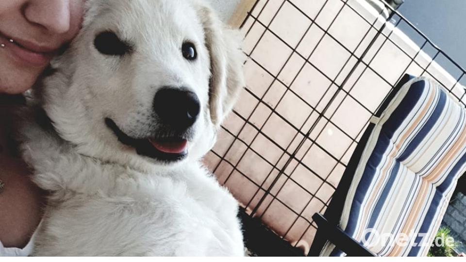 Tag des Hundes Franzi Schultes