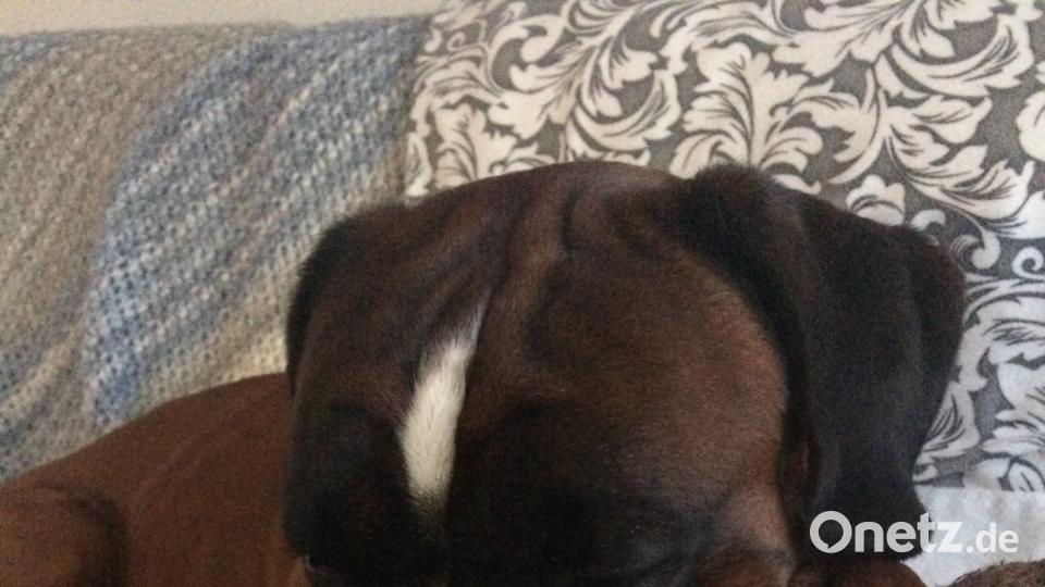 Tag des Hundes Michelle Chamczyk