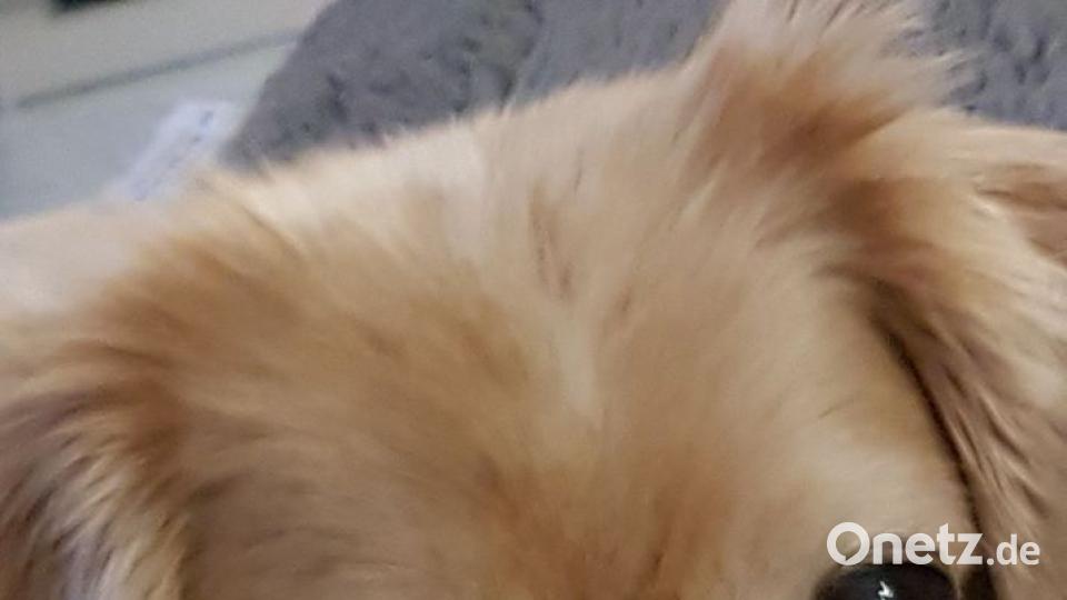 Tag des Hundes Christine Schuster