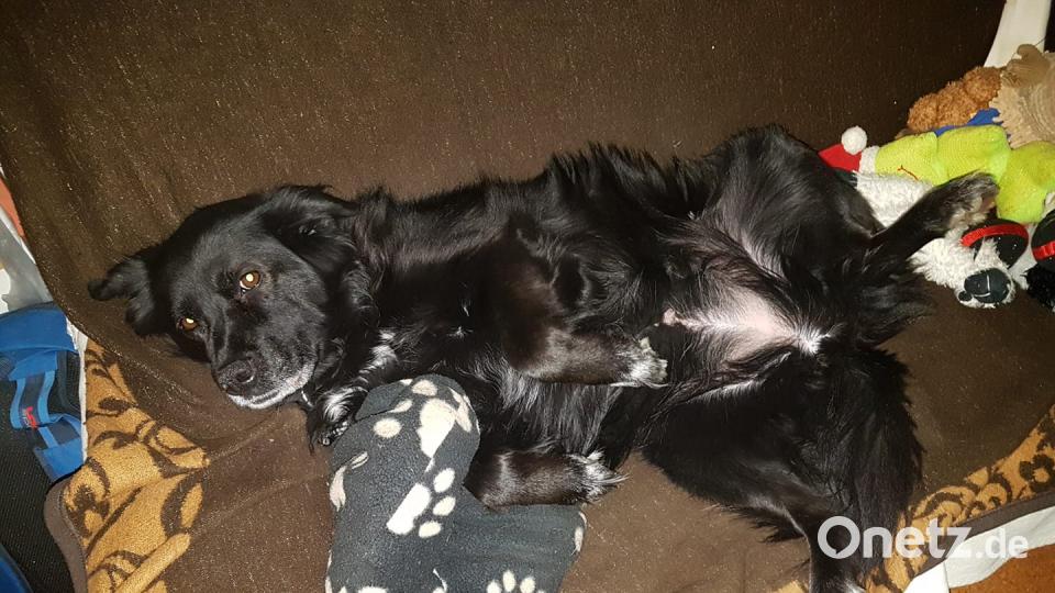 Tag des Hundes Claudia Zwack