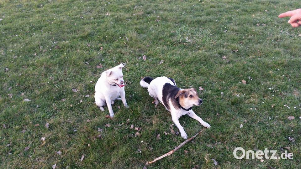 Tag des Hundes Nicole Hauer