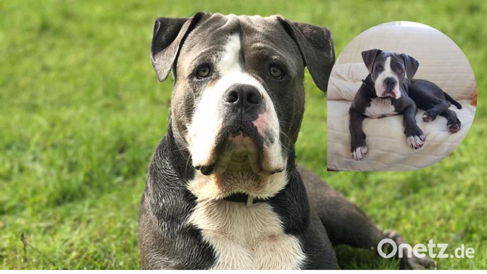 Tag des Hundes Roman Suslov