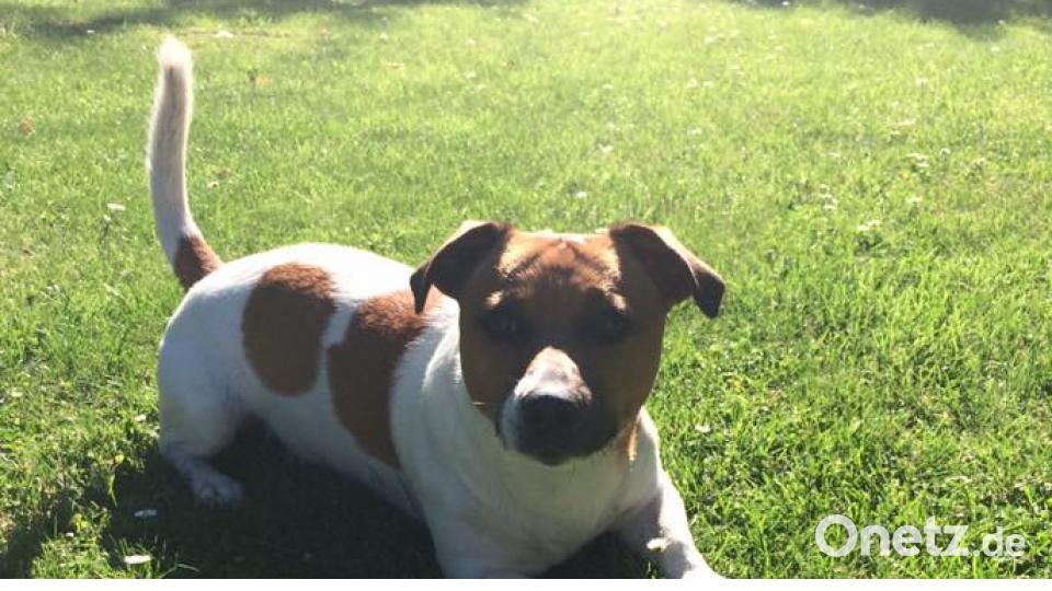 Tag des Hundes Christine Busch