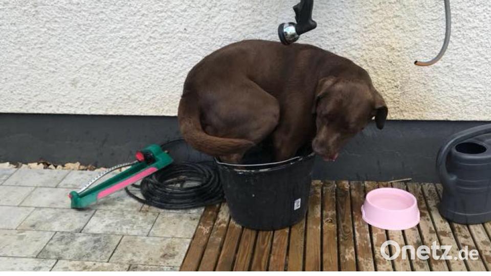 Tag des Hundes Lisa Fröhlich