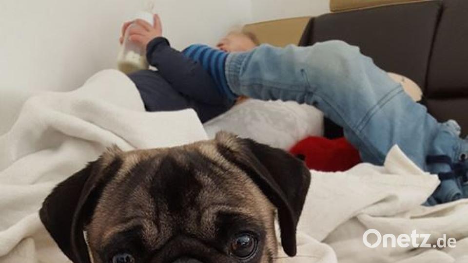 Tag des Hundes Anna Kutzer