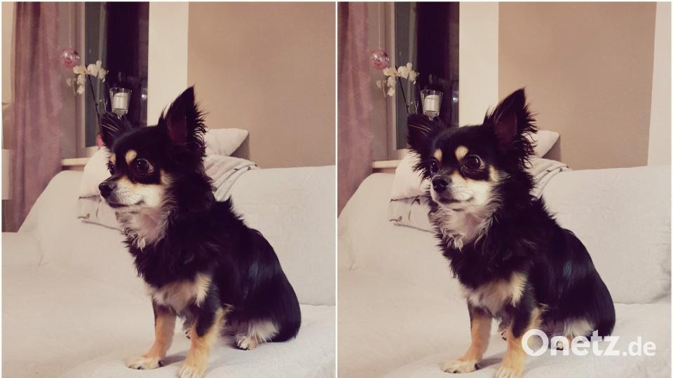 Tag des Hundes Michaela Pickl