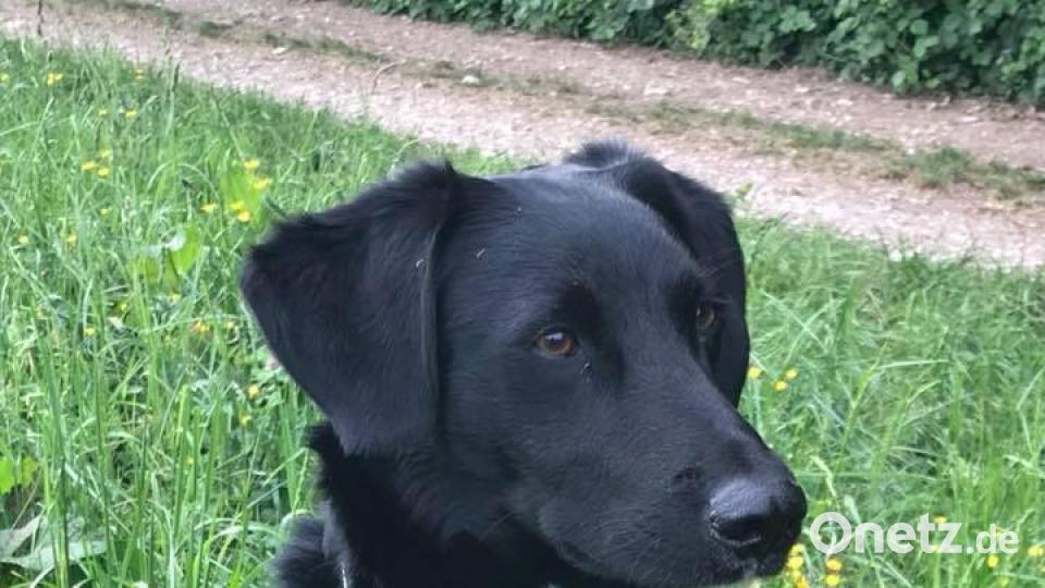 Tag des Hundes Karin Holzinger