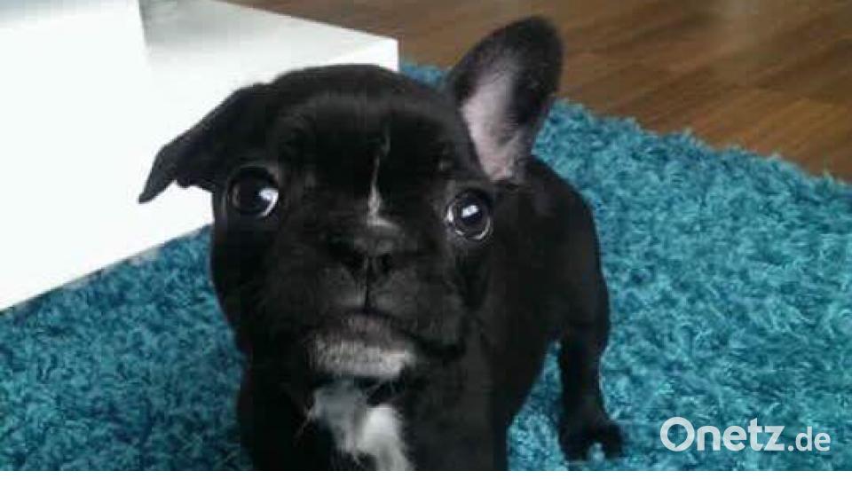 Tag des Hundes Daniela Feurer