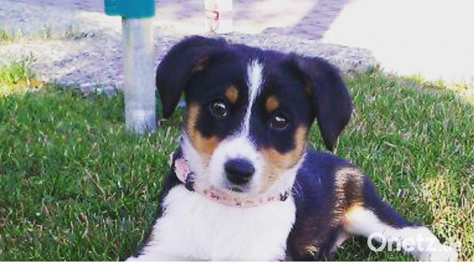 Tag des Hundes Alex Bergmann