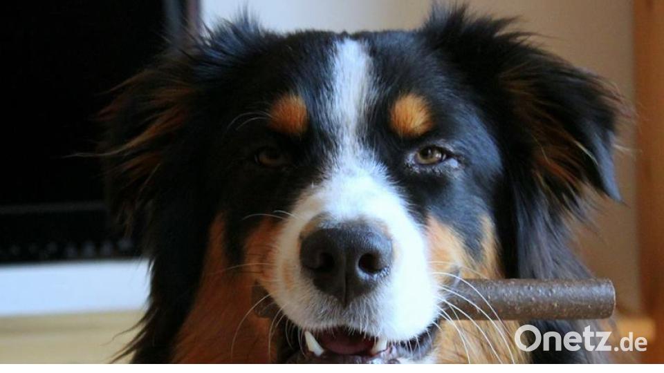 Tag des Hundes Bernhard Roth