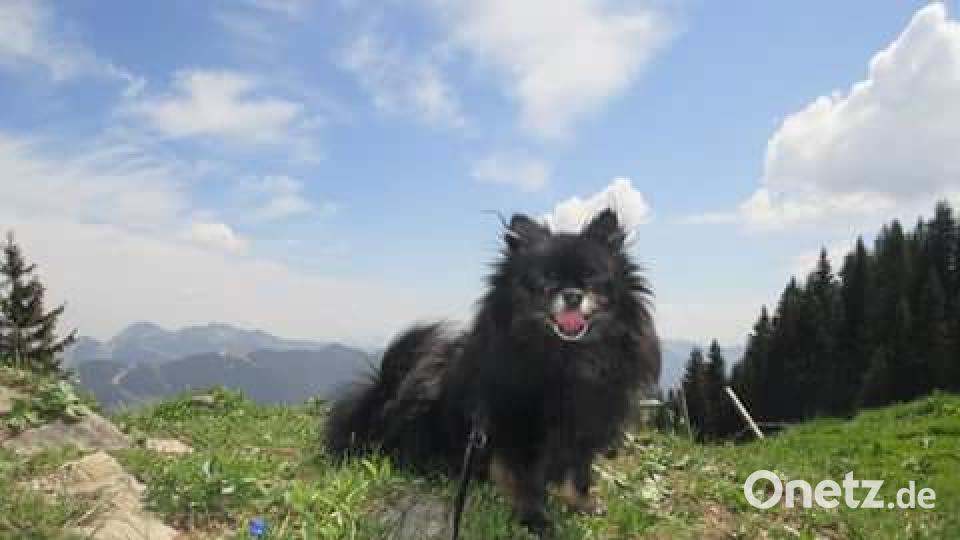 Tag des Hundes Christine Kral_