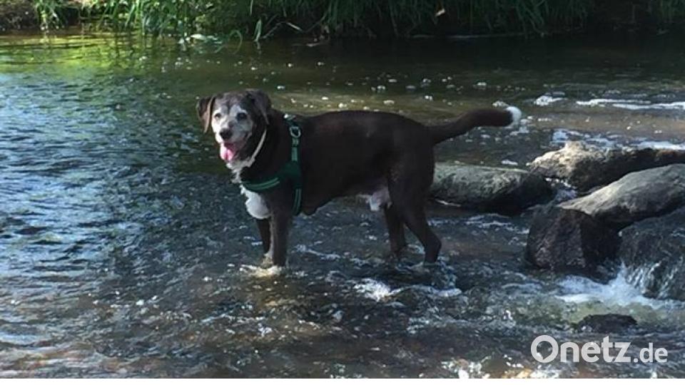 Tag des Hundes Kerstin Vollath