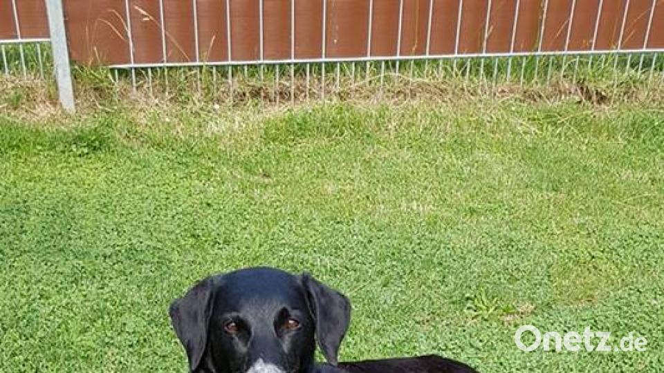 Tag des Hundes Sandra Brandl