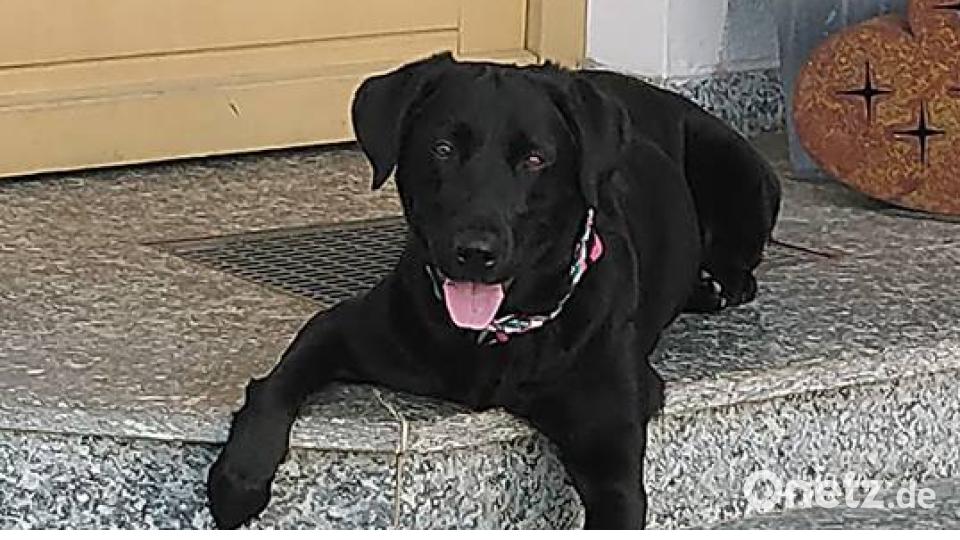 Tag des Hundes Andy Saga