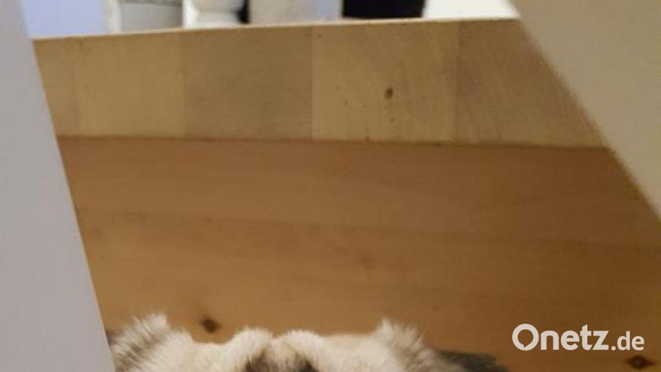 Tag des Hundes Silke Stoppenbach-Kuchenbrod