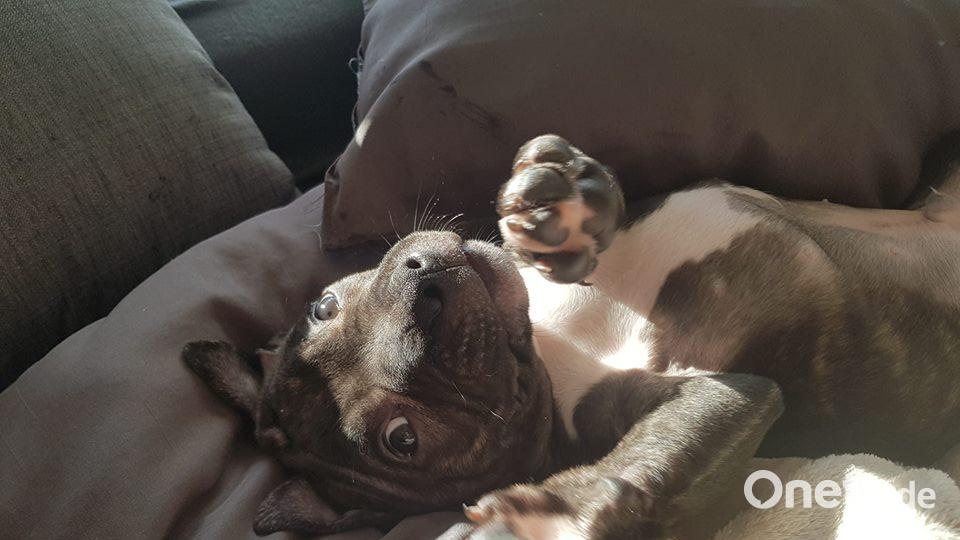 Tag des Hundes Anja Maria Rueckerl