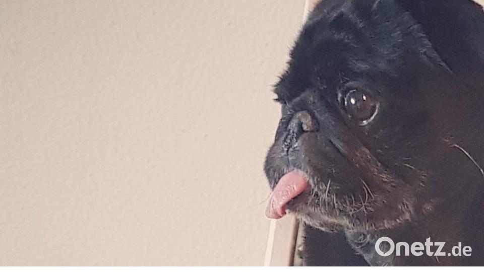 Tag des Hundes Katrin M