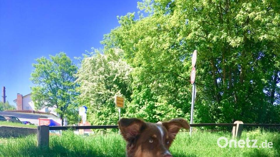 Tag des Hundes Carina Dietl