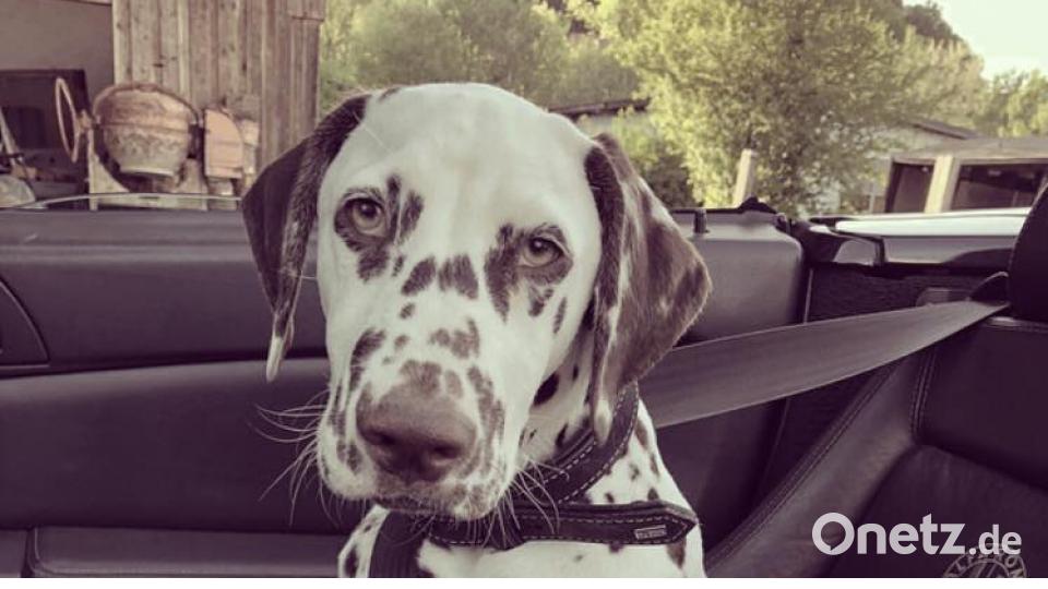 Tag des Hundes Manuel Edl